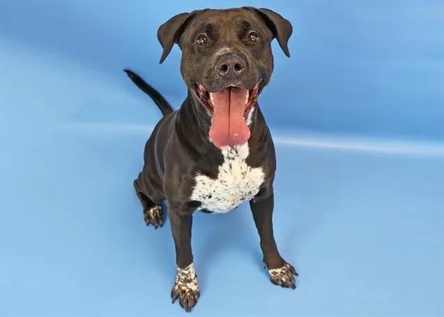 An adult large-sized female Pit Bull Terrier dog named Mazikeen for adoption in Colorado Springs, CO