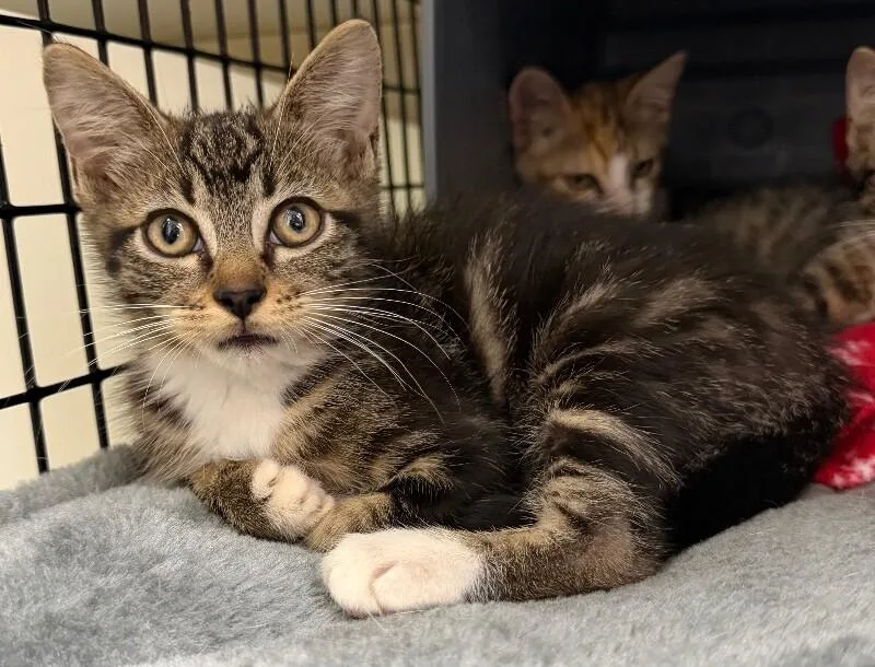 A young medium-sized female Tabby (Brown / Chocolate) Domestic Short Hair cat named Lettuce for adoption in Katy, TX