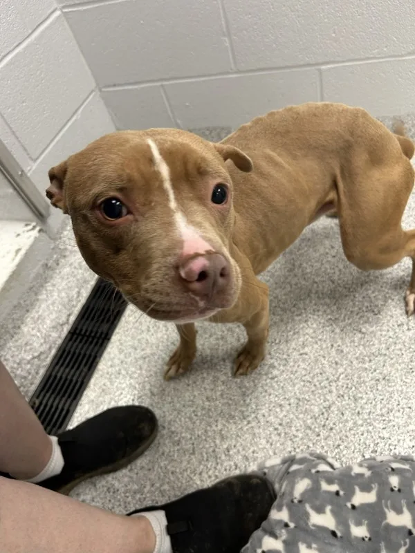 A young medium-sized male Brown / Chocolate Pit Bull Terrier dog named Ranger for adoption in La Grange, KY