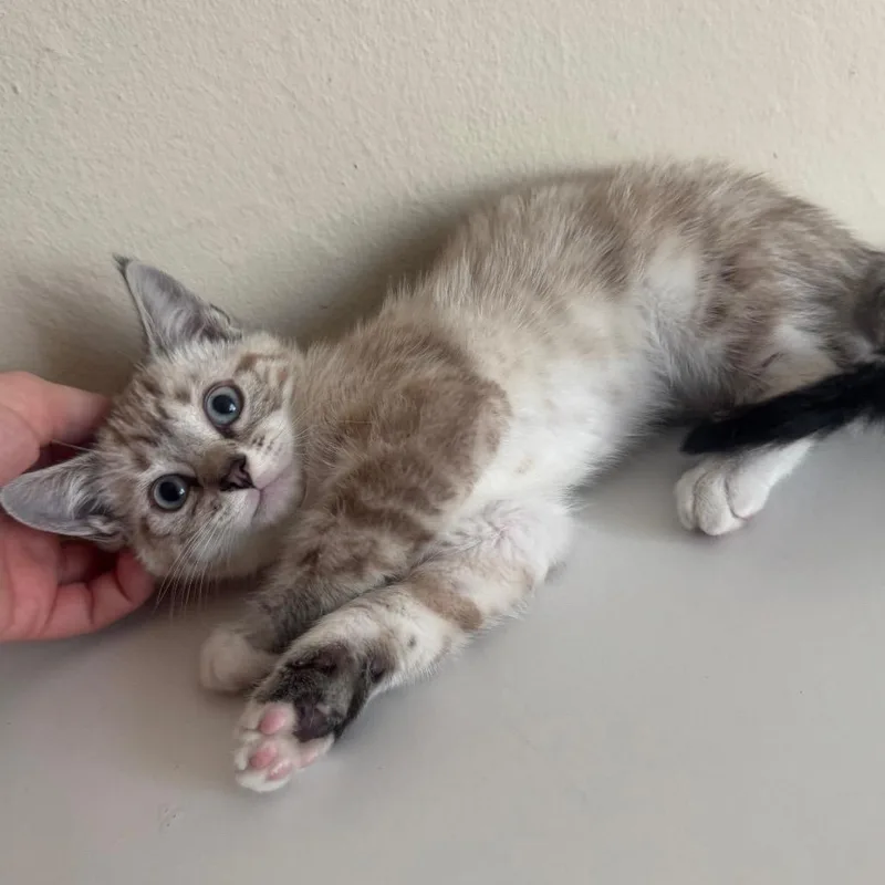 A baby small-sized male Brown / Chocolate Domestic Short Hair cat named Pecorino for adoption in Sunnyvale, CA
