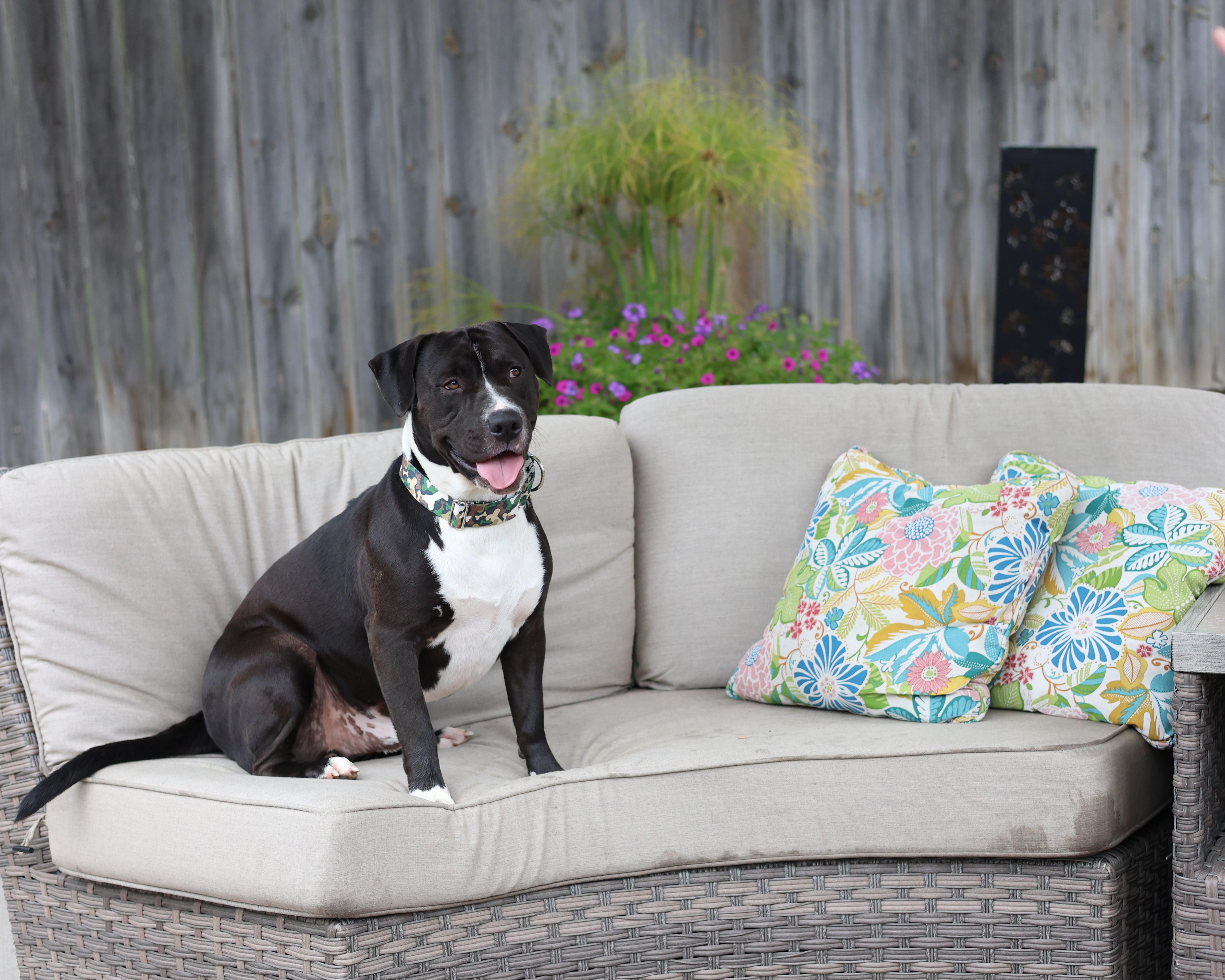 An adult large-sized male Black Terrier dog named Buster Bar for adoption in Sioux Falls, SD