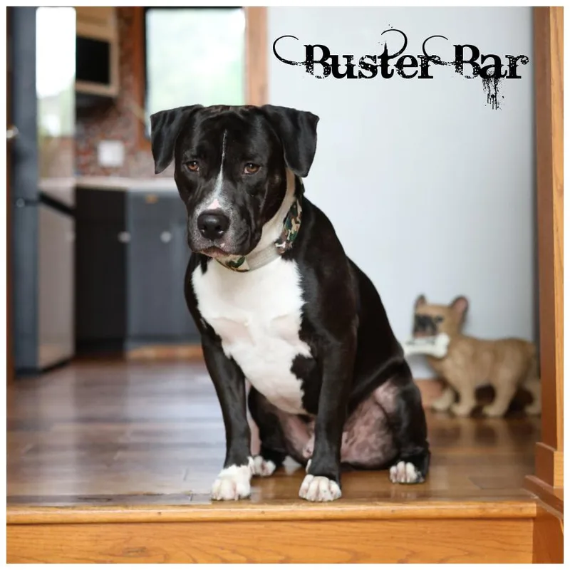 Buster Bar thumbnail 6