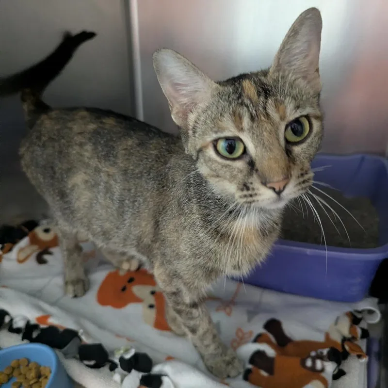 A young medium-sized female Torbie Domestic Short Hair cat named Patches for adoption in Evansville, IN