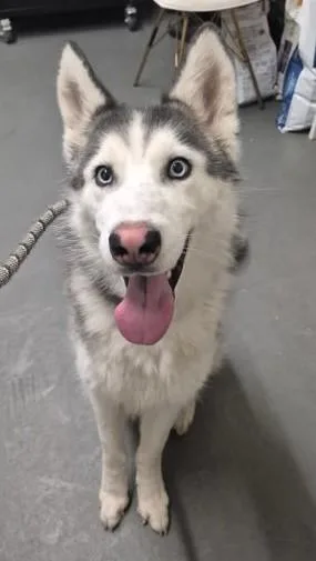A young medium-sized female Gray / Blue / Silver Husky dog named Minka for adoption in Butte, MT