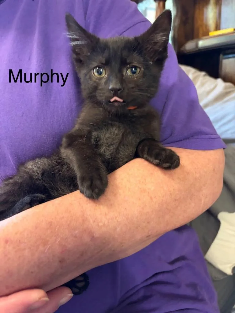 A baby medium-sized male Domestic Short Hair cat named Murphy for adoption in Heber City, UT