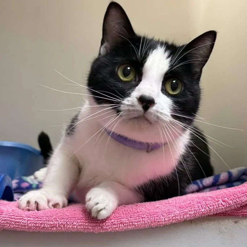 An adult large-sized female Domestic Short Hair cat named Misty for adoption in Howes Cave, NY