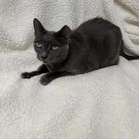 A young medium-sized female Russian Blue cat named Blueberry for adoption in Gainesville, FL