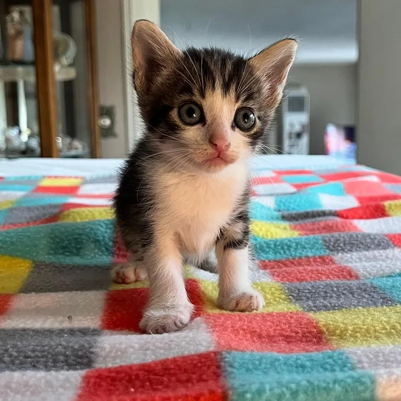 A baby small-sized female Brown / Chocolate Domestic Short Hair cat named Cloves for adoption in Normal, IL
