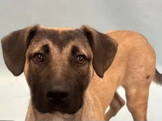 A young extra large-sized male Anatolian Shepherd dog named Sheldon for adoption in Coon Rapids, MN