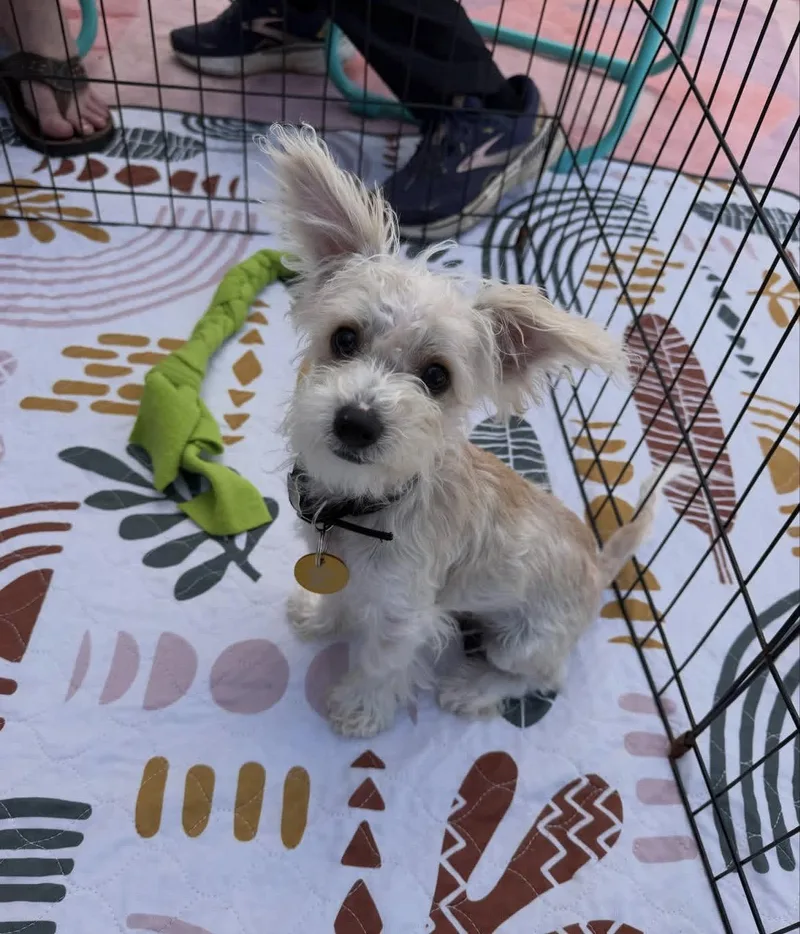 A baby small-sized male Terrier dog named Dipper for adoption in Pasadena, CA