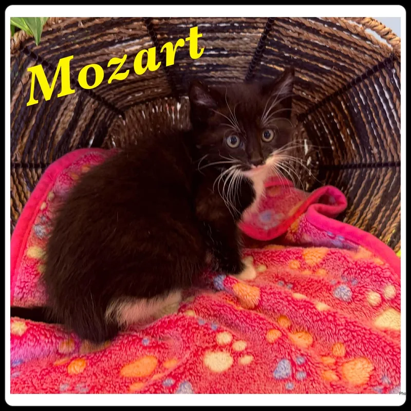 A baby small-sized male Black & White / Tuxedo Domestic Medium Hair cat named Mozart for adoption in Ashland, KY