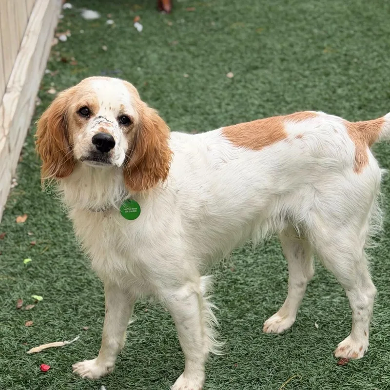 A young medium-sized male White / Cream Spaniel dog named Willoughby for adoption in New Orleans, LA