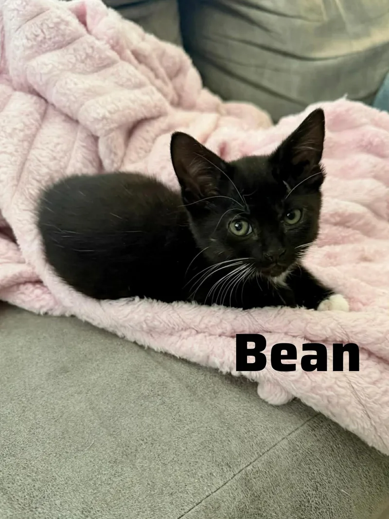 Bean