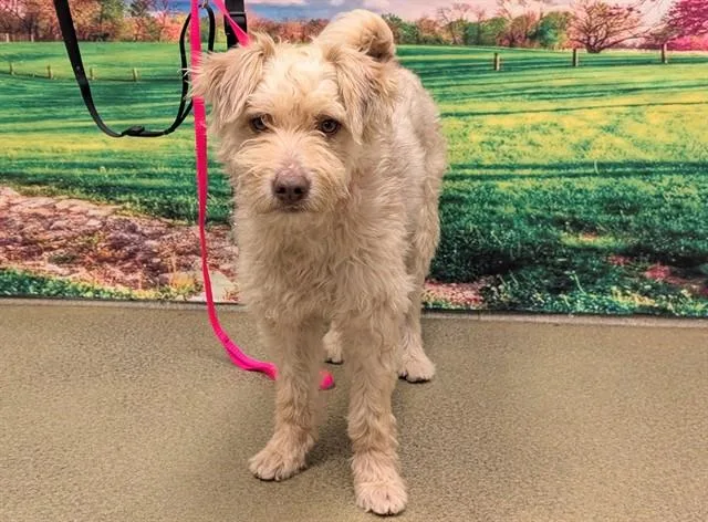 An adult medium-sized male Terrier dog named A for adoption in Moreno Valley, CA