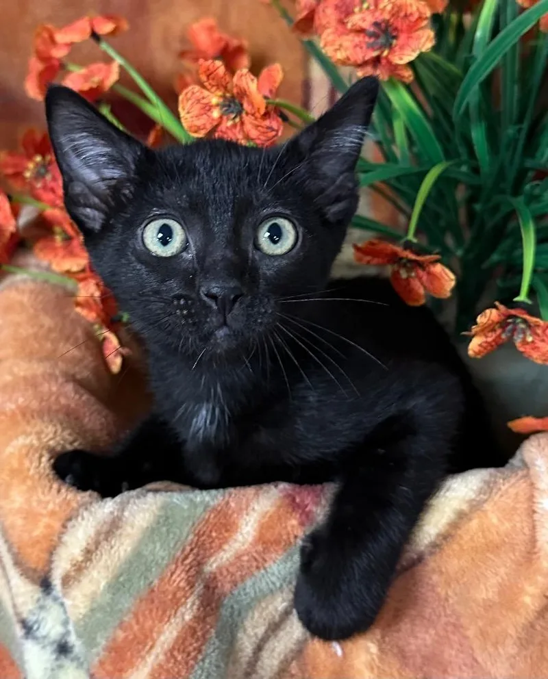 A baby small-sized female Domestic Short Hair cat named Atalanta for adoption in Stillwater, OK