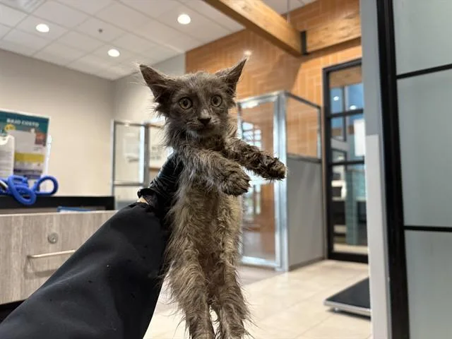 A baby small-sized female Domestic Medium Hair cat named Snuggs for adoption in Garland, TX