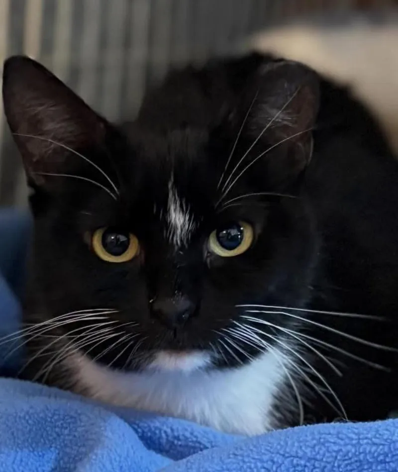 A young small-sized female Black & White / Tuxedo Domestic Short Hair cat named Addie for adoption in Sussex, NJ