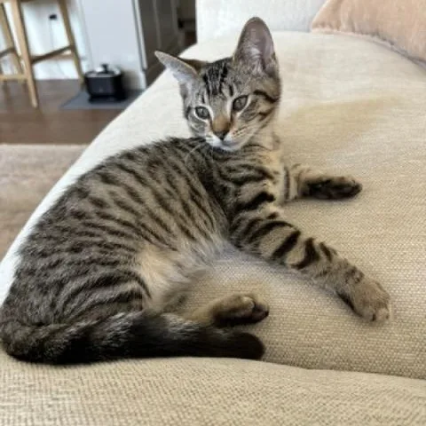 A baby small-sized male Tabby (Buff / Tan / Fawn) Domestic Short Hair cat named Alder for adoption in Richmond, VA