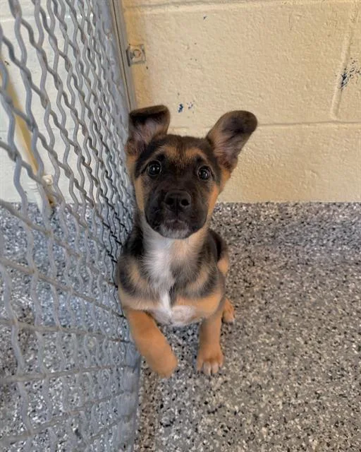 A baby medium-sized female Australian Cattle Dog / Blue Heeler dog named Amelia for adoption in Brewster, MA