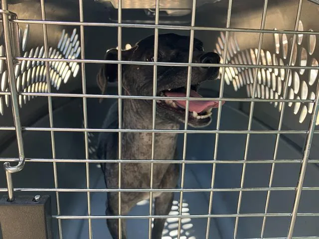 An adult small-sized female Mixed Breed dog named Zira for adoption in Dallas, TX
