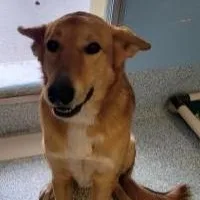 An adult large-sized male Bicolor Shepherd dog named Bingo for adoption in Stafford, VA