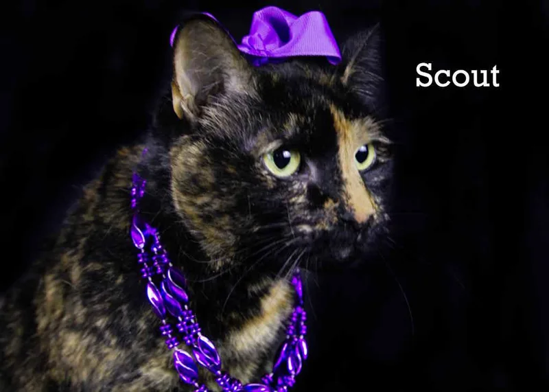 An adult medium-sized female Tortoiseshell cat named Scout for adoption in York, NE