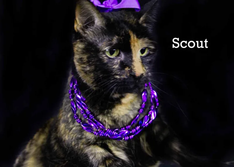 Scout thumbnail 4