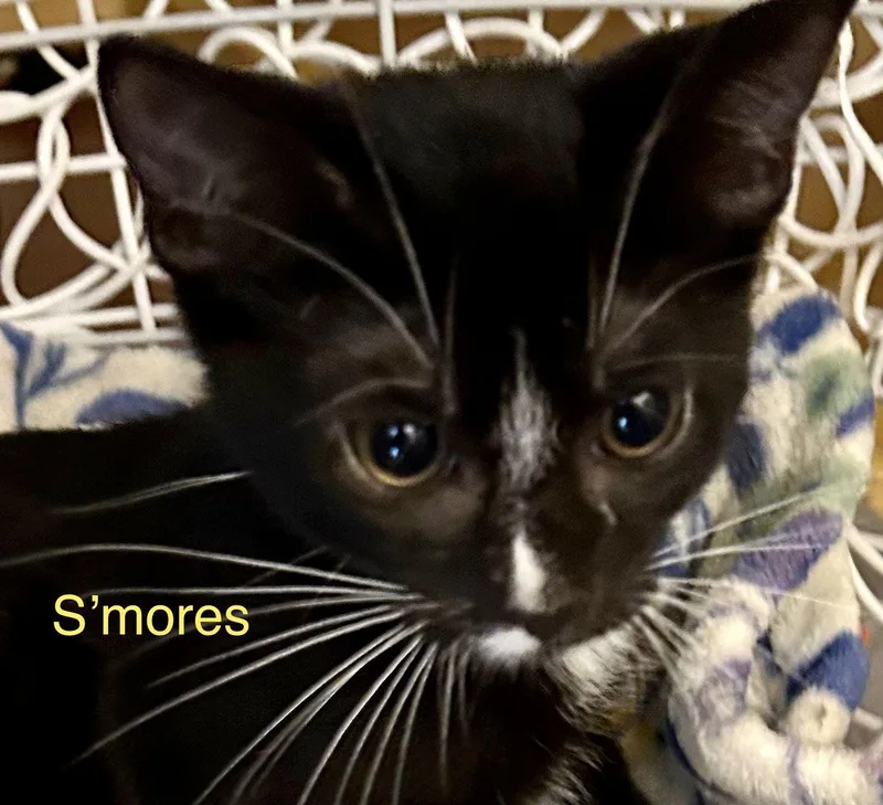 Smores thumbnail 2