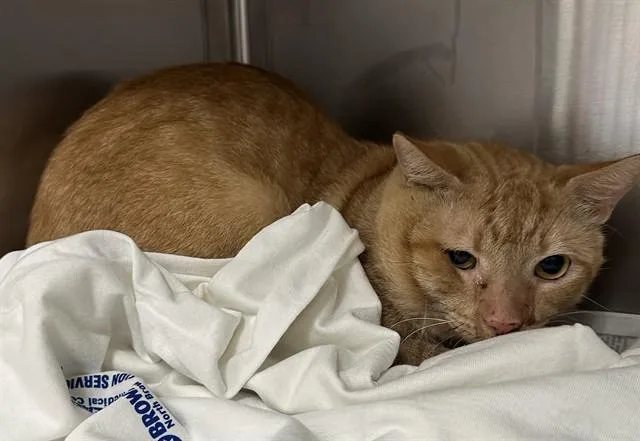 A young small-sized male Domestic Short Hair cat named Rocket for adoption in Fort Lauderdale, FL