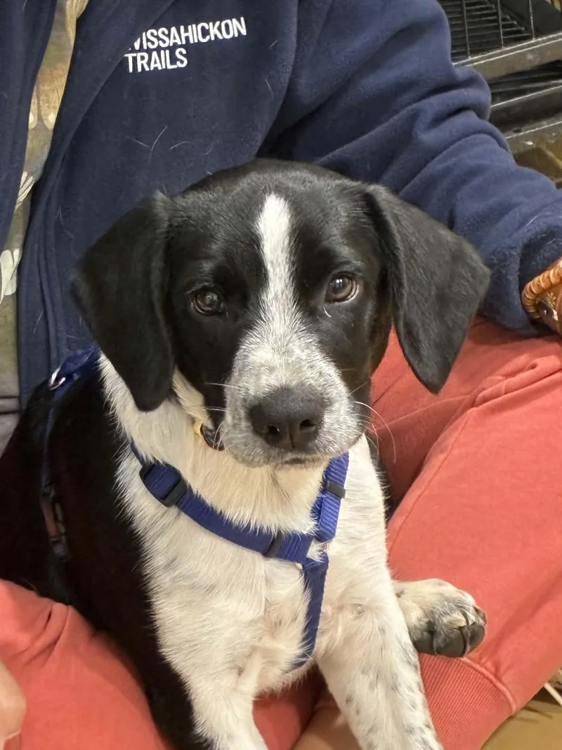 A baby small-sized male Pembroke Welsh Corgi dog named Sam for adoption in Havertown, PA