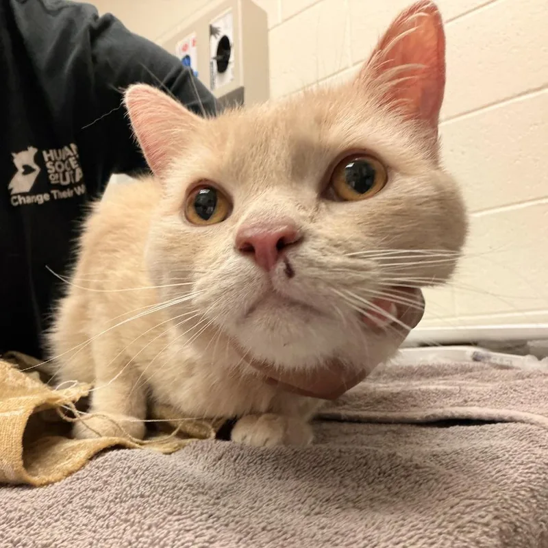 A senior large-sized male Domestic Short Hair cat named Buffy for adoption in Murray, UT