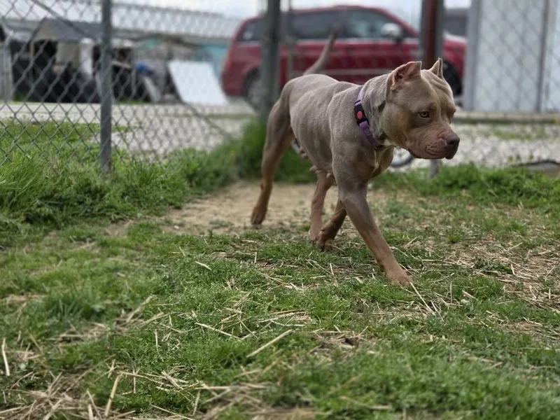 An adult large-sized female Pit Bull Terrier dog named Barb for adoption in Evansville, IN