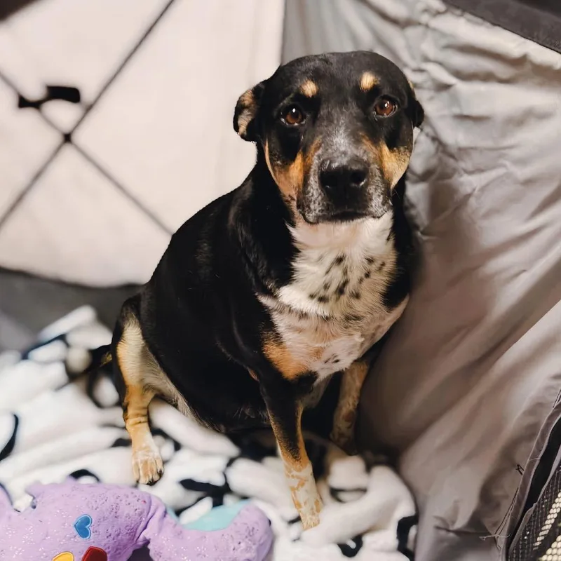 Daisy Mae thumbnail 2