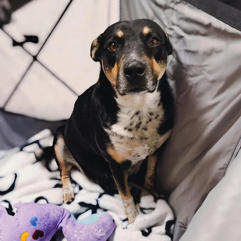 Daisy Mae thumbnail 3