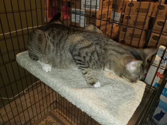 Einstein thumbnail 2