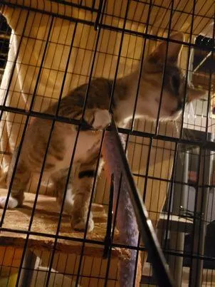 Einstein thumbnail 3