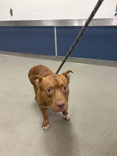 An adult medium-sized male Pit Bull Terrier dog named Moose for adoption in Miami, FL