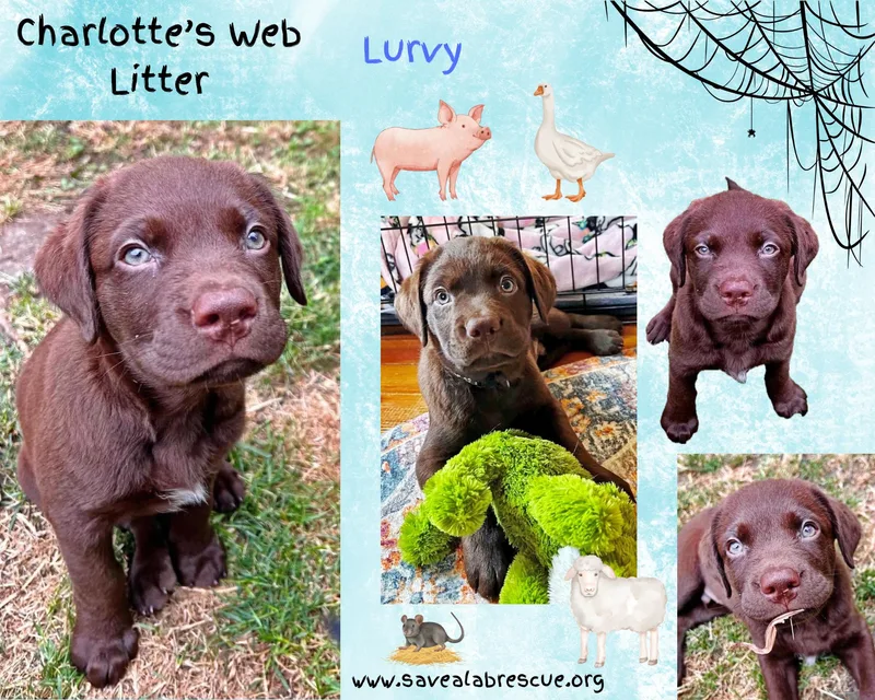 A baby large-sized male Black Labrador Retriever dog named Charlottes Web Litter for adoption in Middletown, RI