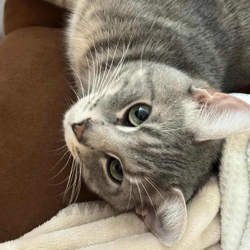 An adult medium-sized male Tabby (Gray / Blue / Silver) Domestic Short Hair cat named Rc Cola for adoption in Evanston, IL