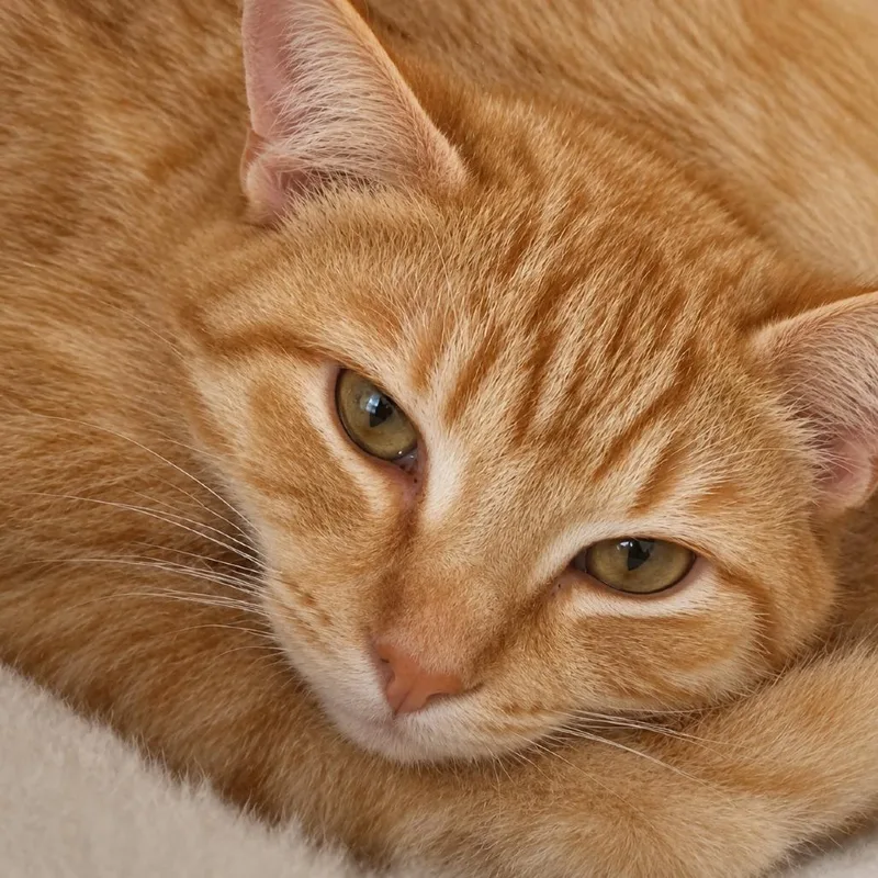 A young small-sized male Domestic Short Hair cat named Helsing for adoption in Corbin, KY