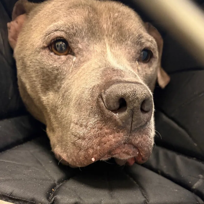 A senior medium-sized female Gray / Blue / Silver Mixed Breed dog named Abuela for adoption in Mentor, OH