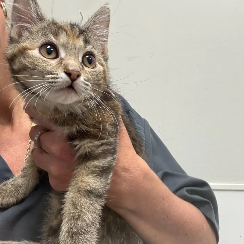 A baby small-sized female Torbie Domestic Short Hair cat named Missy for adoption in Normal, IL