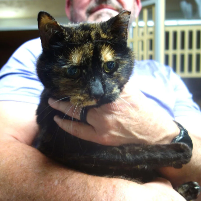 A senior medium-sized female Domestic Short Hair cat named Abby Diamond for adoption in Greenfield, IN