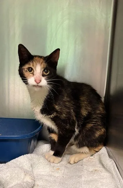 A young small-sized female Domestic Short Hair cat named Cannoli for adoption in Paducah, KY
