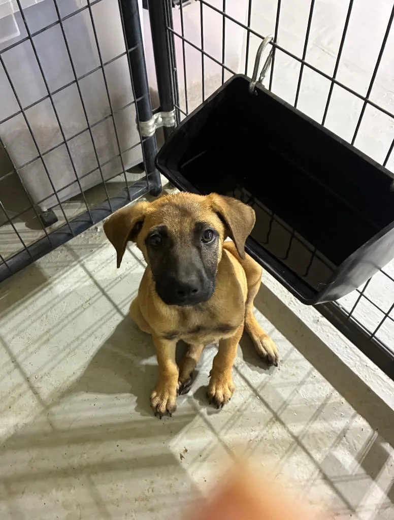 A young medium-sized female Mixed Breed dog named Babe for adoption in Ruston, LA