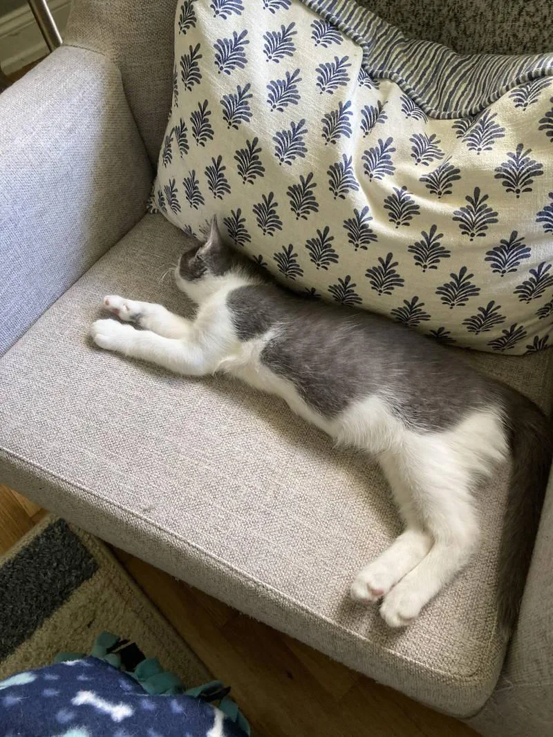 A young medium-sized male Gray & White Domestic Short Hair cat named Jerry for adoption in Philadelphia, PA