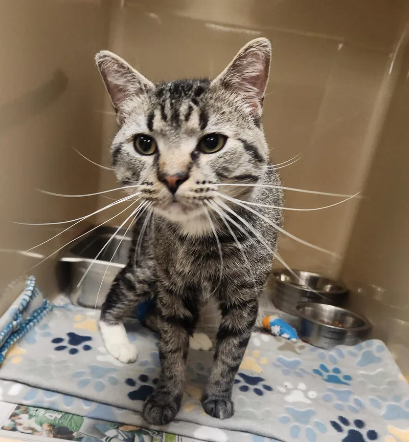 An adult medium-sized male Tabby (Gray / Blue / Silver) Domestic Short Hair cat named Watson for adoption in Clayton, NJ