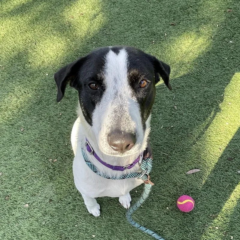 Skinny Minnie thumbnail 4