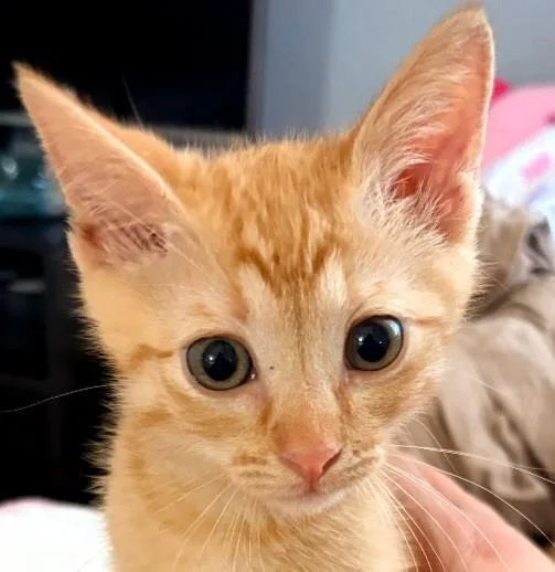 A baby small-sized female Orange / Red Domestic Short Hair cat named Clementine for adoption in La Jolla, CA