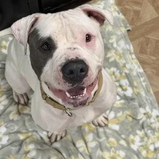 An adult medium-sized female Pit Bull Terrier dog named Obi for adoption in Worcester, MA